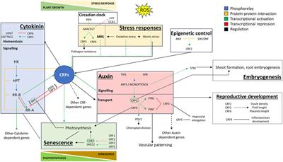 CRF transcription factors in the trade-off between abiotic stress response and plant developmental processes